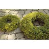 artplants. de Myrtle Decorative Wreath Jarik, Green, Diameter 20 cm,