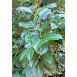 Shrub 25 Cherry Laurel 6-8"+ Fresh Cuttings For Rooting Shrubs Hedges Trees Privacy