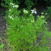 Black Cumin (Nigella Sativa) - Approx. 300 Seeds