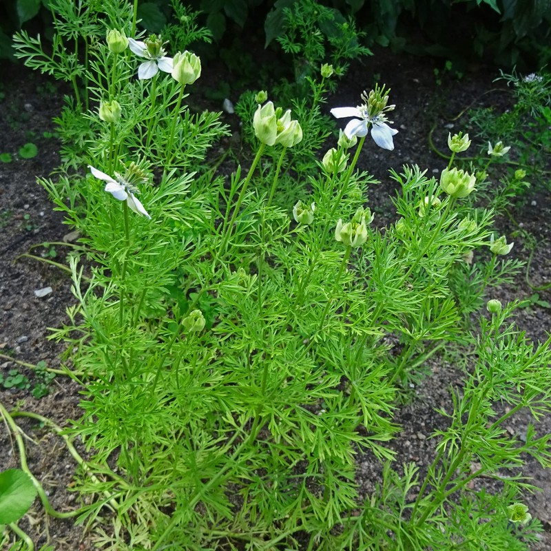 Black Cumin (Nigella Sativa) - Approx. 300 Seeds