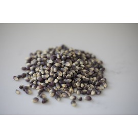 Amish Country Popcorn | 25 lbs Bag | Blue Popcorn Kernels | Old Fashioned, Non-GMO and Gluten Free (Blue - 25 lbs Bag)