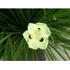 African Iris Yellow | 1 Large Gallon Size Plant |