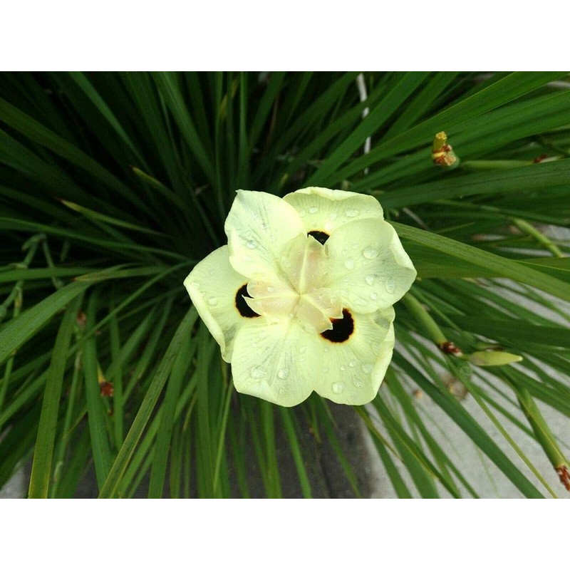 African Iris Yellow | 1 Large Gallon Size Plant |
