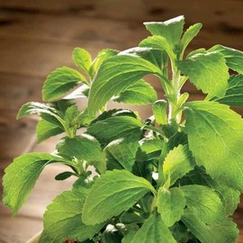Park Seed Sugarleaf Organic Stevia Seeds - Pack of 100 Seeds, Non-Caloric Sweetener, 20-30 Times Sweeter Than Sugar, Perfect for Health-Conscious Gardeners, Tender Perennial