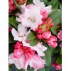 Rhododendron 'Mardi Gras' (Rhododendron) Evergreen, pale pink flowers, #2 -