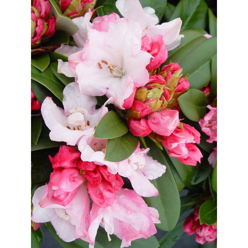 Rhododendron 'Mardi Gras' (Rhododendron) Evergreen, pale pink flowers, #2 -