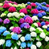 50+ Hydrangea Seeds: Giant Snowball Shrubs for Wedding-Perfect Flowers