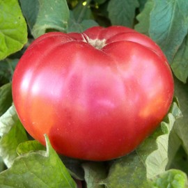 Giant Belgium - Pink Tomato Seeds - 300 Mg Packet ~65 Seeds - Non-GMO, Heirloom - Vegetable Garden - Solanum lycopersicum