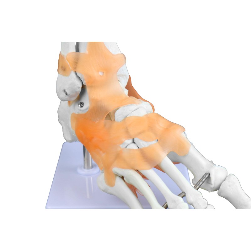 Isaac Technologies IC-B10240 Right Foot and Ankle with Ligaments