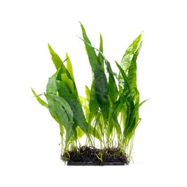 SubstrateSource Live Planted Decor - Java Fern 'Narrow' on Driftwood - Midground Rhizome Plant for Aquascaping, Aquarium Decor
