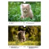 Katzenzauber DIN A4 Calendar for 2022 Cats and Cats Seelenzauber