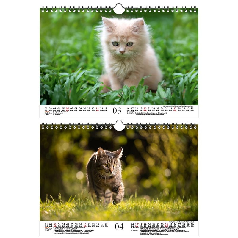 Katzenzauber DIN A4 Calendar for 2022 Cats and Cats Seelenzauber