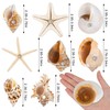 Natural Seashell Fridge Magnets 8PCS, Starfish Shell Refrigerator Magnets