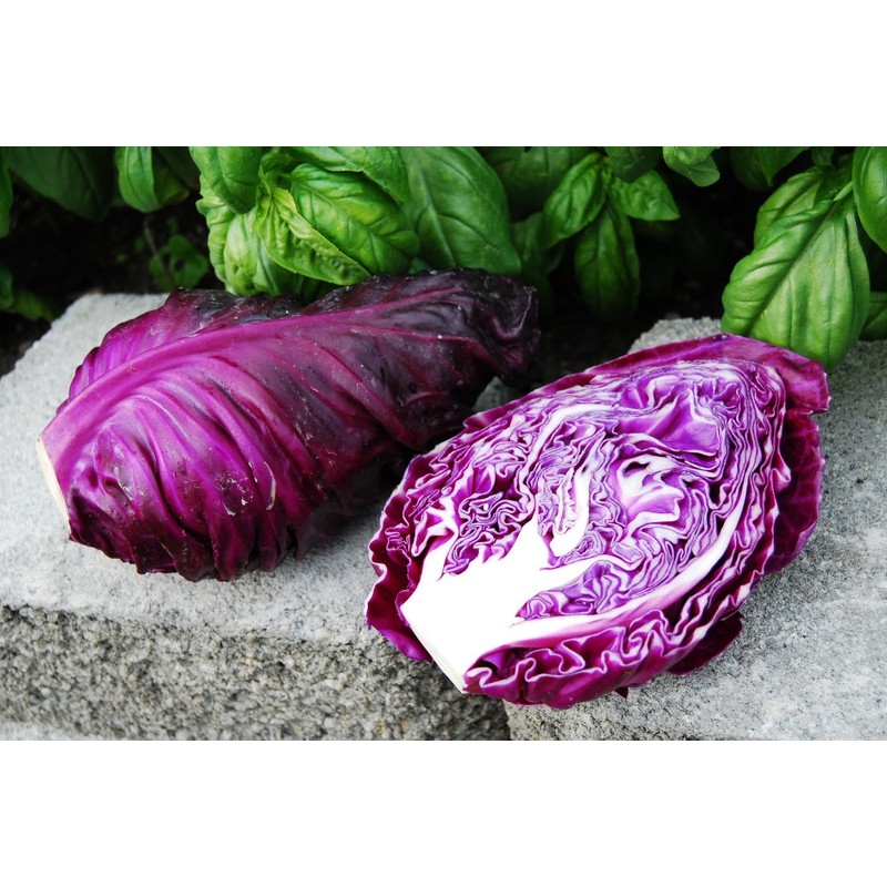 CEMEHA SEEDS - Seeds Red Kalibos Cabbage Giant Non GMO