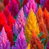 Celosia Plumosa Mix Plumed Cockscomb Celosia Argentea 200+ Seeds Garden