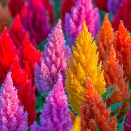 Celosia Plumosa Mix Plumed Cockscomb Celosia Argentea 200+ Seeds Garden Flower Seeds Multicolor