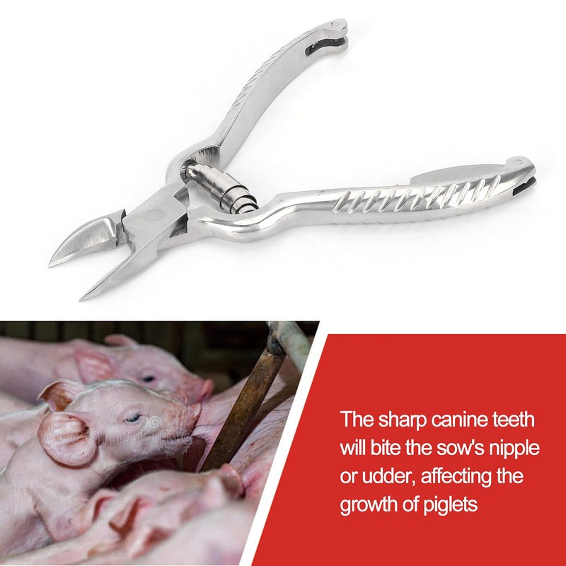 Cunyuer Piglet Teeth Cutter, 14cm Stainless Steel Pig Tooth Nipper