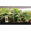 1 LIVE PLANT Goldfinger Dwarf Banana Tree - RARE Desert