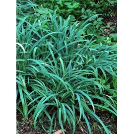 Perennial Farm Marketplace Carex l. Bunny Blue 'Hobb' (Sedge) Ornamental Grass, Size-#1 Container, Cobalt Colored Foliage