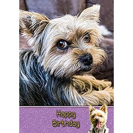 Yorkie/Yorkshire Terrier Birthday Card