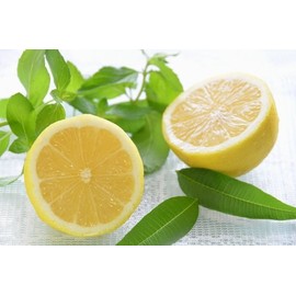 Verbena & Lemon Premium Fragrance Oil, 4 Oz. Bottle