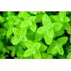 Apple Mint Mentha Rotundifolia Mint Bowle's 1000+ Seeds for Planting