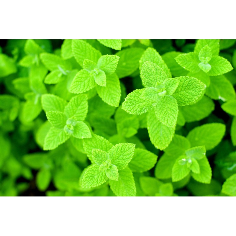Apple Mint Mentha Rotundifolia Mint Bowle's 1000+ Seeds for Planting