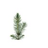 The Jonsteen Company Blue Spruce | Small Tree Seedling |