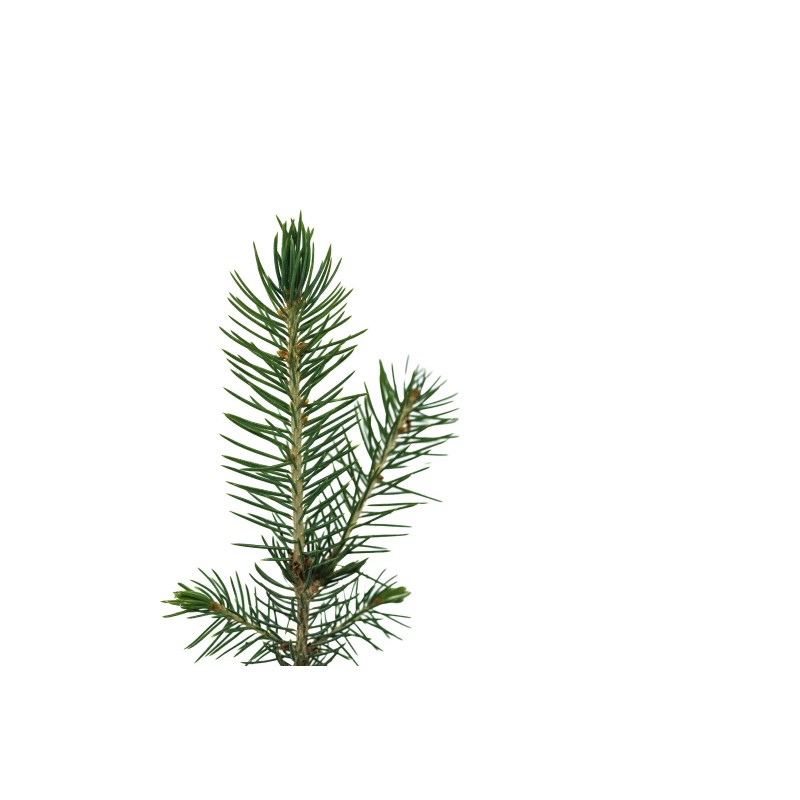 The Jonsteen Company Blue Spruce | Small Tree Seedling |