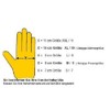 Unbekannt L+D Griffy Griffy L+D 1706-8 Ziegennappaleder Montagehandschuh Groeße (Handschuhe):