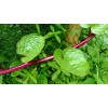 Does Not Apply Red Stem Malabar Spinach Seeds Basella alba