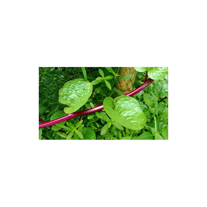 Does Not Apply Red Stem Malabar Spinach Seeds Basella alba