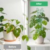 Qaobo Plant Trellis for Potted Plants 4 Pack Stackable Indoor