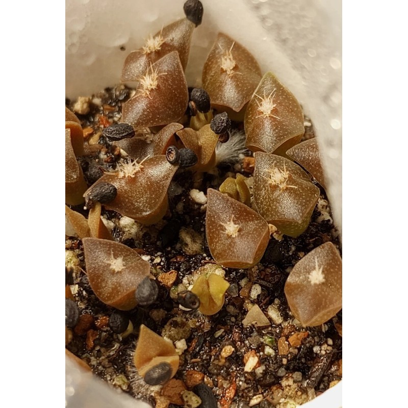 Cactus PENIOCEREUS GREGGII *25 seeds* Night Blooming Cereus Tuber Caudex