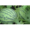 ATLAS Watermelon -Stripped Sweetie