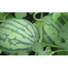 ATLAS Watermelon -Stripped Sweetie