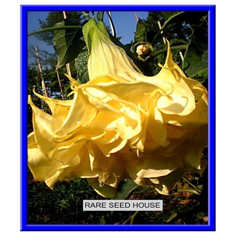 Seeds Bee Blooming Custom Devil Trumpet Mix -Trumpet Bush Seeds