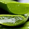 Kwon Do-young Aloe 유기농 생알로에 베라 1kg 식용 Organic Fresh