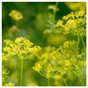 Everwilde Farms - 1 Lb Bouquet Dill Herb Seeds -