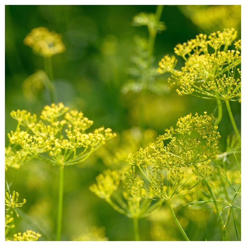 Everwilde Farms - 1 Lb Bouquet Dill Herb Seeds -