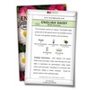 Sow Right Seeds - English Daisy Flower Seeds for Planting,