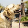 WOLFGANG/WOLFGANG WildWolf LEASH (S Size) Width 0.6 x Length 48.0