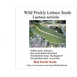 Wild Prickly Lettuce - Lactuca serriola 50 Seeds (Organically Grown)
