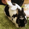 mini animan bunny undercoat trimmer