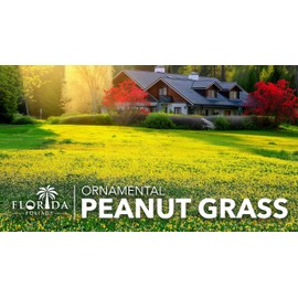 Ornamental Peanut Grass | 3 Live 4 Inch Pots | Arachis glabrata | Low-Maintenance Ground Cover | Drought-Tolerant Landscaping Plants, Yellow Flowers, Lawn Alternative