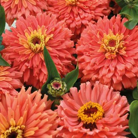 Outsidepride 400 Seeds Annual Zinnia Elegans Salmon Senora Flowers for Planting