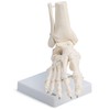 Medical Anatomical Skeleton Foot Model, Life Size