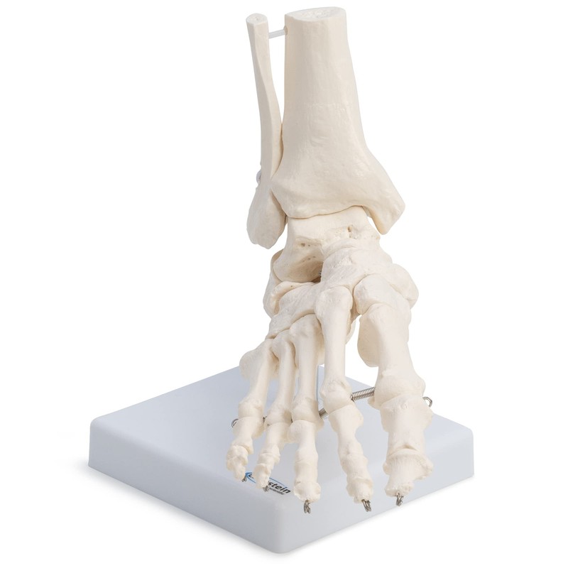 Medical Anatomical Skeleton Foot Model, Life Size