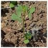 Everwilde Farms - 1/4 Lb Bird's Foot Trefoil Wildflower Seeds