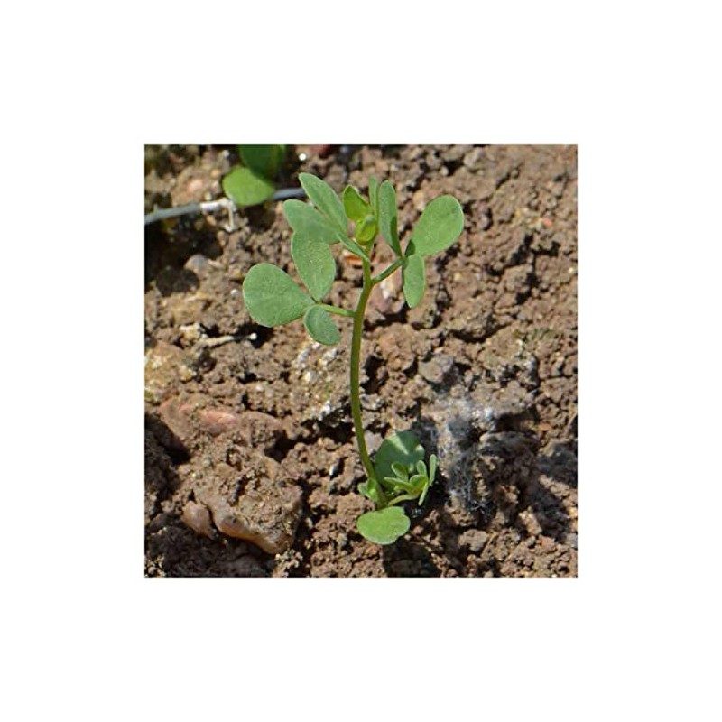Everwilde Farms - 1/4 Lb Bird's Foot Trefoil Wildflower Seeds